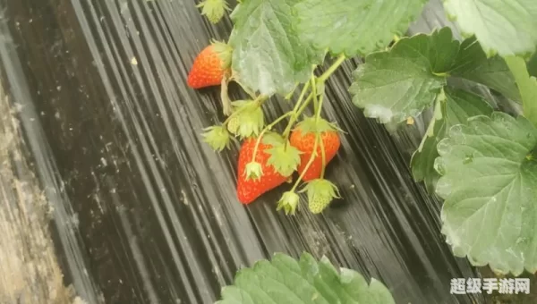 草莓视频在线观看免费完整