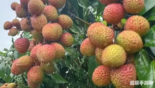 百伯招聘