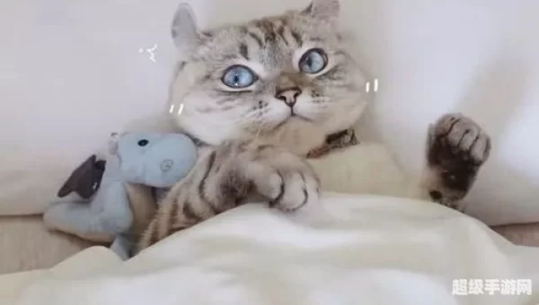 猫咪情人